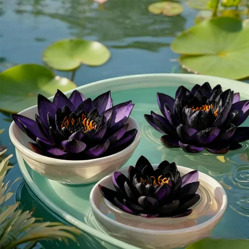 Midnight Purple Lotus Seeds (Pack of 2)