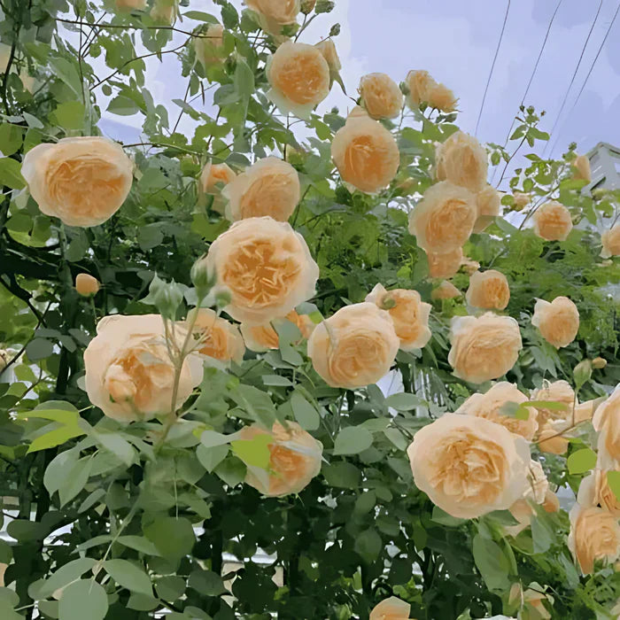 Big Bloom Climbing Rose Seeds – Any Place, Any Season