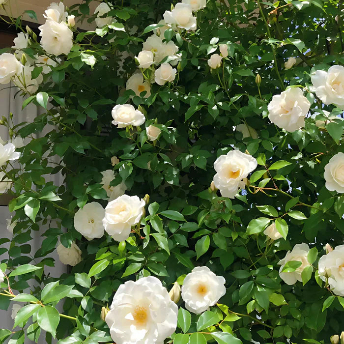 Big Bloom Climbing Rose Seeds – Any Place, Any Season