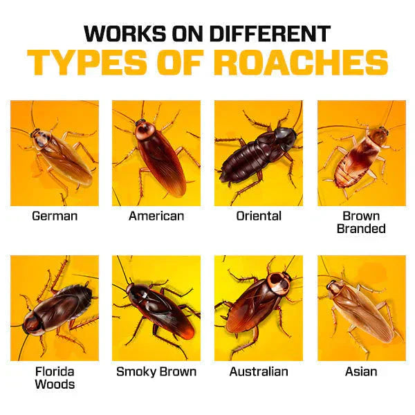 RoachShield Natural Gel – Safe & Powerful Cockroach Killer for Kitchens, Bathrooms & Cabinets | Buy 1 Get 1 Free