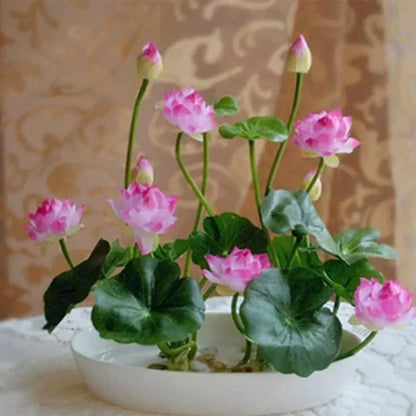 Lotus Flower Seeds For Home Garden Planting