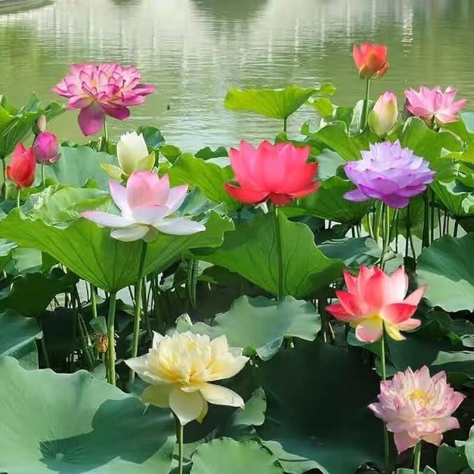 Lotus Flower Seeds For Home Garden Planting