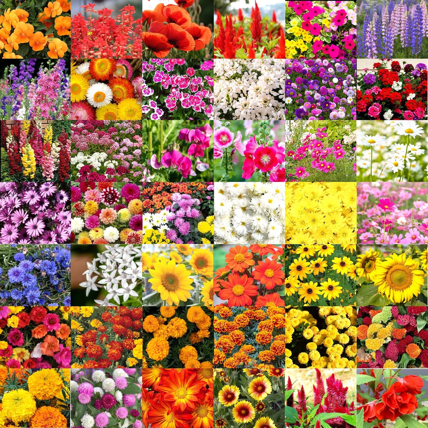 Mix seeds - 20 All Season Flower Combo Pack