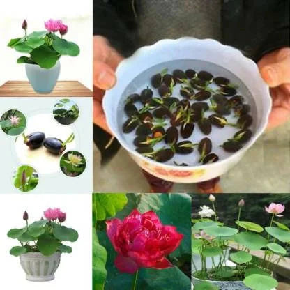 Lotus Flower Seeds For Home Garden Planting