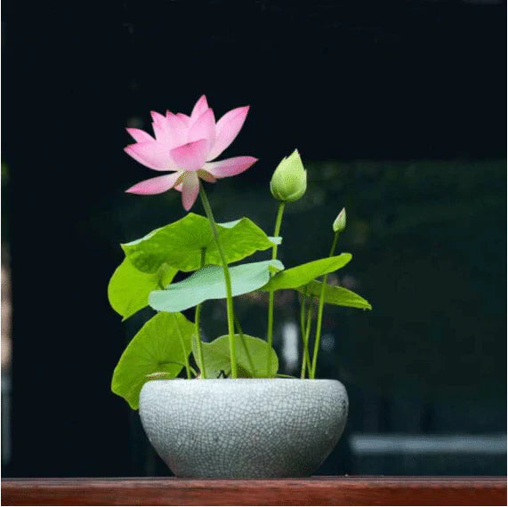 Lotus Flower Seeds For Home Garden Planting
